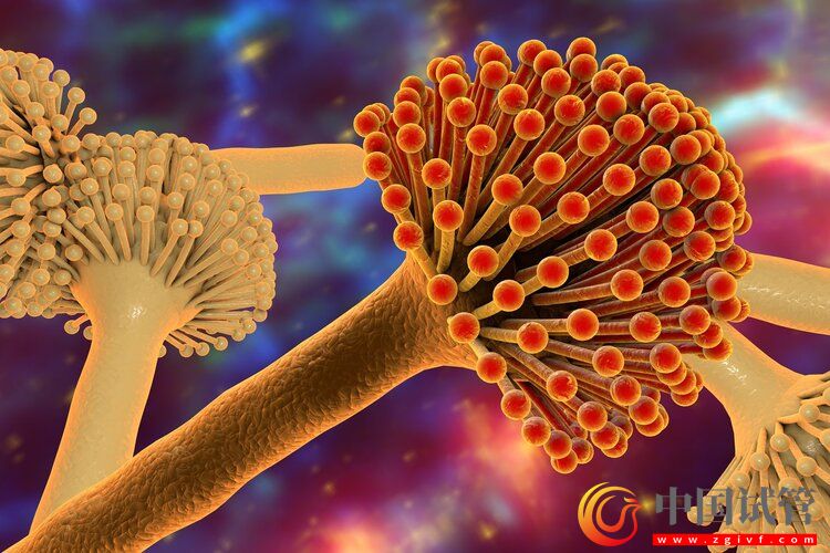 中國(guó)癌癥高發(fā),與水果吃太少有關(guān)?(圖5) 中國(guó)癌癥高發(fā),與水果吃太少有關(guān)?(圖5)