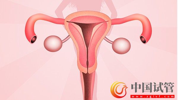 什么是卵巢囊泡7招助女人保養卵巢(圖2) 什么是卵巢囊泡7招助女人保養卵巢(圖2)