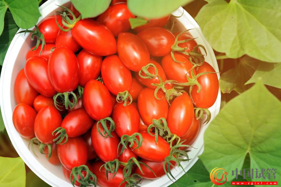 提高精子質(zhì)量,吃番茄紅素真的有用嗎?(圖2) 提高精子質(zhì)量,吃番茄紅素真的有用嗎?(圖2)
