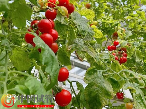 盤點補葉酸的十種最佳食物，菠菜、黃豆效果加倍(圖1)