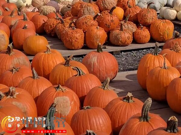 盤點補葉酸的十種最佳食物，菠菜、黃豆效果加倍(圖2)