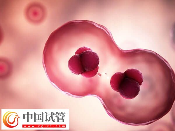 促排期間腹部不舒服、體溫升高要小心,可能是卵泡早排!(圖1) 促排期間腹部不舒服、體溫升高要小心,可能是卵泡早排!(圖1)