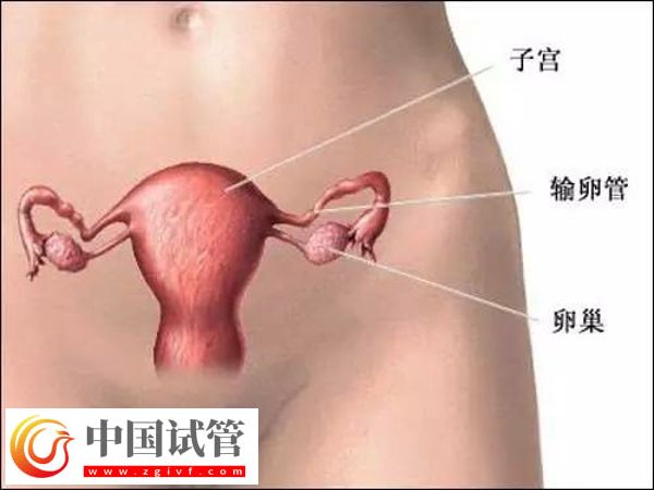 東莞試管醫(yī)院排名及特色服務全解析(圖1) 東莞試管醫(yī)院排名及特色服務全解析(圖1)