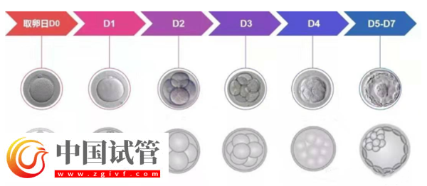 囊胚等級與寶寶健康之間有關系嗎?(圖2) 囊胚等級與寶寶健康之間有關系嗎?(圖2)