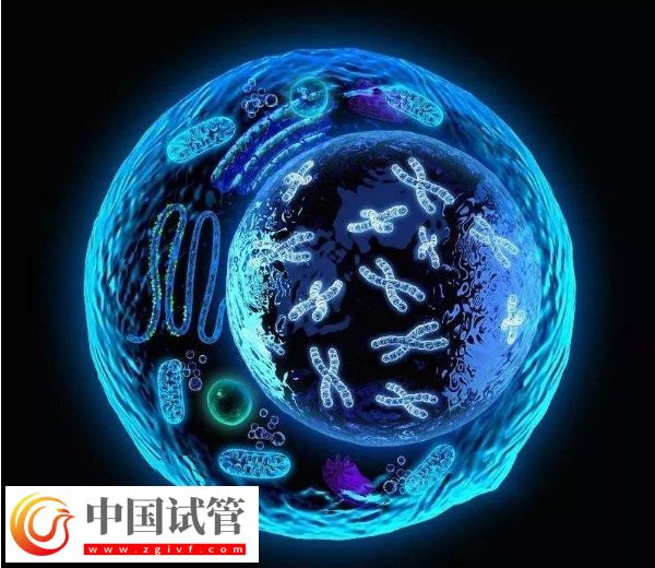 囊胚等級與寶寶健康之間有關系嗎?(圖4) 囊胚等級與寶寶健康之間有關系嗎?(圖4)