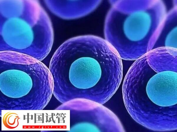 透明帶異常對試管嬰兒的影響有哪些(圖1)