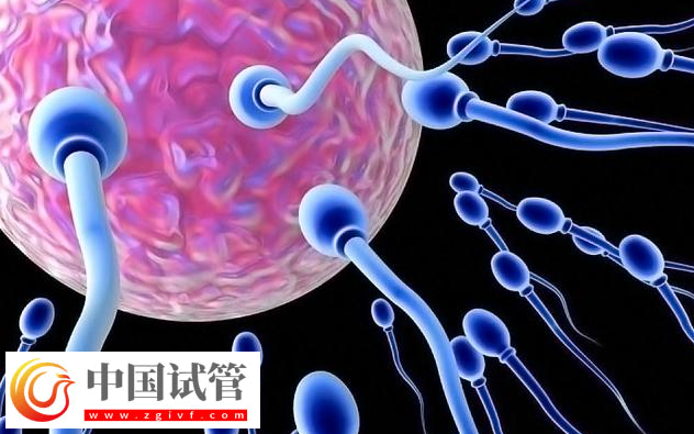 上海新華醫院單身未婚無證怎么做三代試管嬰兒生子?(圖1) 上海新華醫院單身未婚無證怎么做三代試管嬰兒生子?(圖1)