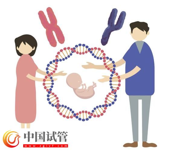 基因與第三代試管嬰兒的結合(圖2)