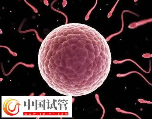 北京做供卵試管不用排隊(duì)的醫(yī)院有哪些？這些公立醫(yī)院紛紛上榜(圖1)