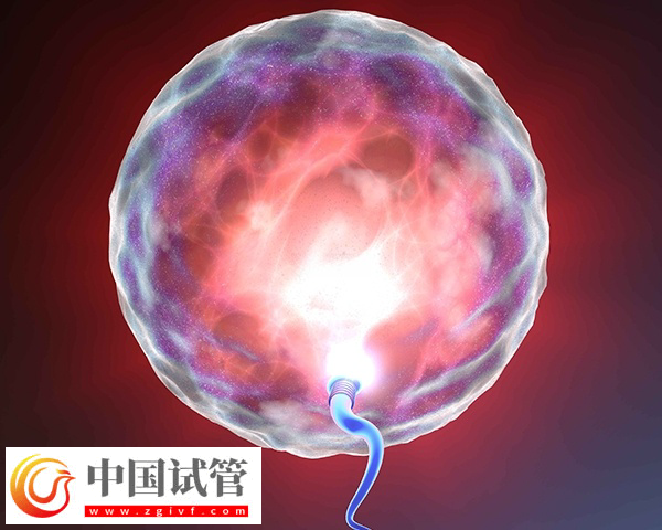 FSH高做試管是否需要吃補佳樂降FSH建議以醫(yī)務工作人員的囑咐為準,因為每個患者的身體狀態(tài)不同,能否服用該藥物也是不一樣的,但要注意,該藥物確實可以幫助調節(jié)激素水平,改善卵巢功能以及增加卵子質量等方式發(fā)揮作用,有助于降低FSH數(shù)值并提高雌二醇的含量。只是有一點要引起重視,這通常需要在醫(yī)生的指導下進行,確保用藥的劑量和時間正確無誤。 補佳樂可以調節(jié)激素水平 FSH高做試管是否需要吃補佳樂降FSH(圖2) 女性fsh高做試管能不能配出高質量胚胎(圖2)