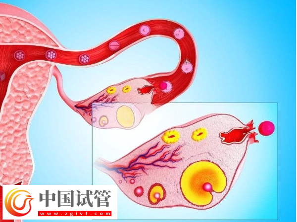 廣州人民醫院試管費用價格表(圖4) 廣州人民醫院試管費用價格表(圖4)