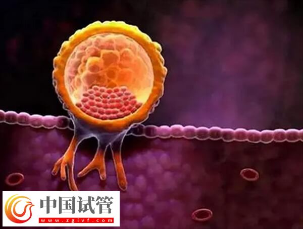 胚胎著床受什么影響(圖2) 胚胎著床受什么影響(圖1)