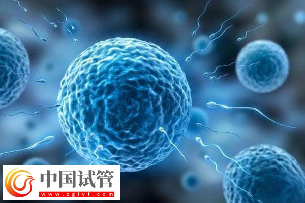 國(guó)外試管嬰兒技術(shù)成不成熟(圖2) 國(guó)外試管嬰兒技術(shù)成不成熟(圖2)