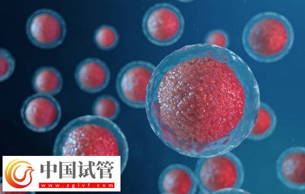 c級胚胎移植有沒有成功的(圖1)