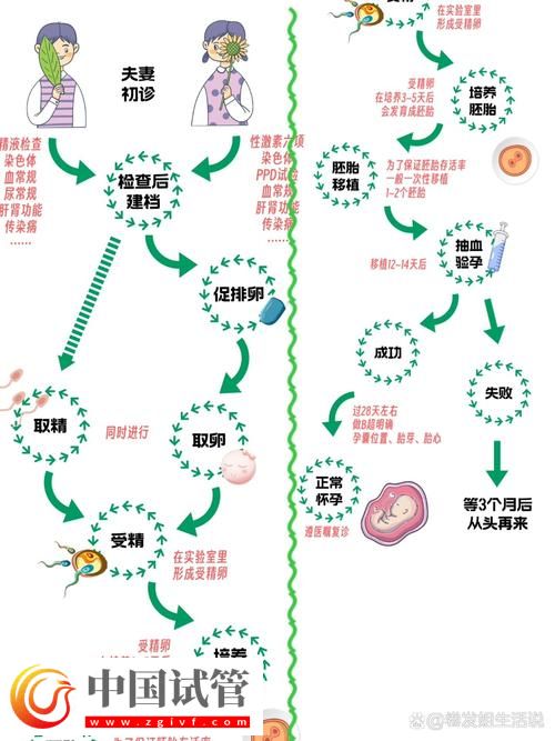 試管嬰兒的孕卵發(fā)育過程詳解(圖1) 試管嬰兒的孕卵發(fā)育過程詳解(圖1)