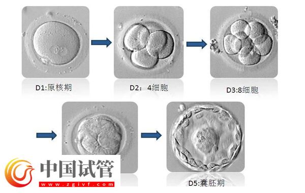 移植囊胚容易變成雙胞胎是怎么回事(圖2) 移植囊胚容易變成雙胞胎是怎么回事(圖2)
