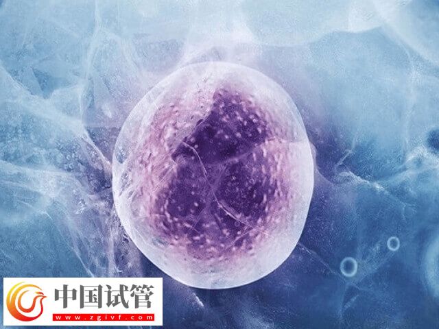 11個囊胚為什么都要冷凍(圖2) 11個囊胚為什么都要冷凍(圖2)