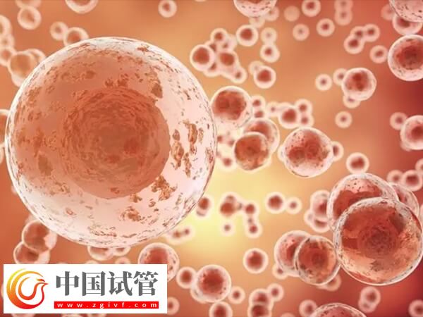 胚胎8細胞和7細胞哪個好(圖1)
