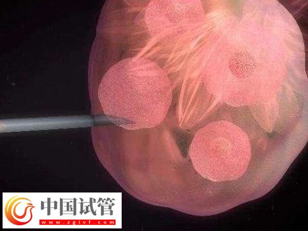 胚胎8細胞和7細胞哪個好(圖2)