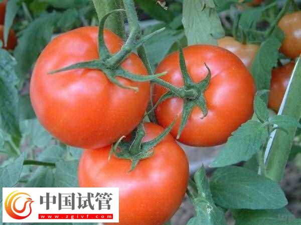 取卵后可以吃什么食物(圖2) 取卵后可以吃什么食物(圖2)