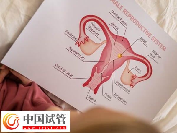 移植后如何知道胚胎著床了(圖2)