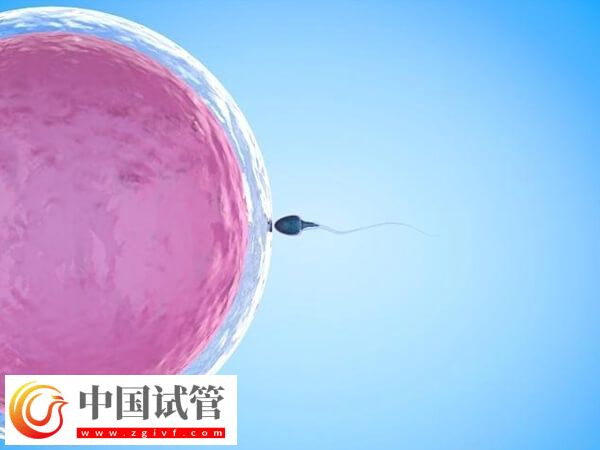 導(dǎo)致胚胎移植失敗的因素是什么(圖1) 導(dǎo)致胚胎移植失敗的因素是什么(圖1)