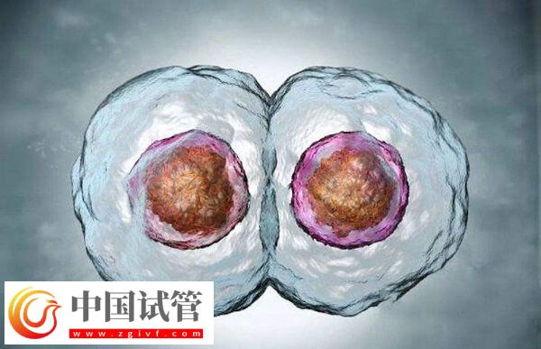 鮮胚和凍胚移植哪個好(圖2) 鮮胚和凍胚移植哪個好(圖2)