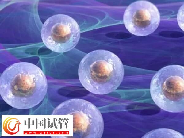 移植囊胚是不是容易生下雙胞胎(圖1) 移植囊胚是不是容易生下雙胞胎(圖1)