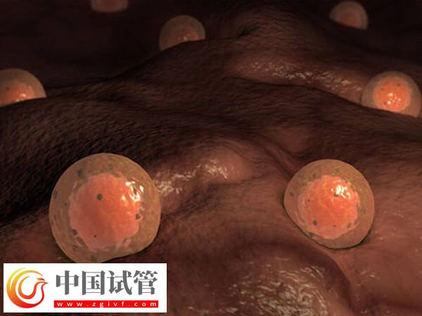 5個(gè)卵泡懷孕幾率多大(圖1) 5個(gè)卵泡懷孕幾率多大(圖1)