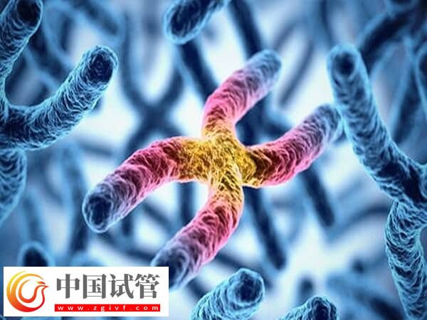 男方羅氏易位三代試管成功率多高(圖1)