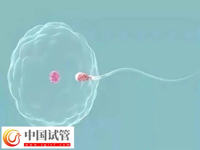 做試管不要結(jié)婚證的醫(yī)院有哪些(圖2) 做試管不要結(jié)婚證的醫(yī)院有哪些(圖2)