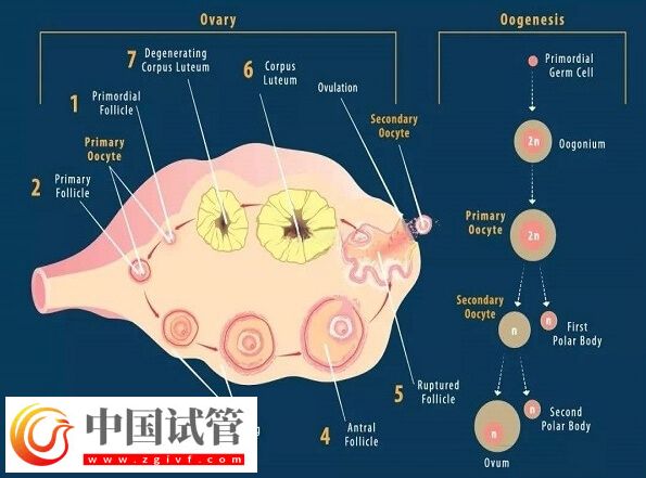 amh低于0.06還有沒有卵(圖1)