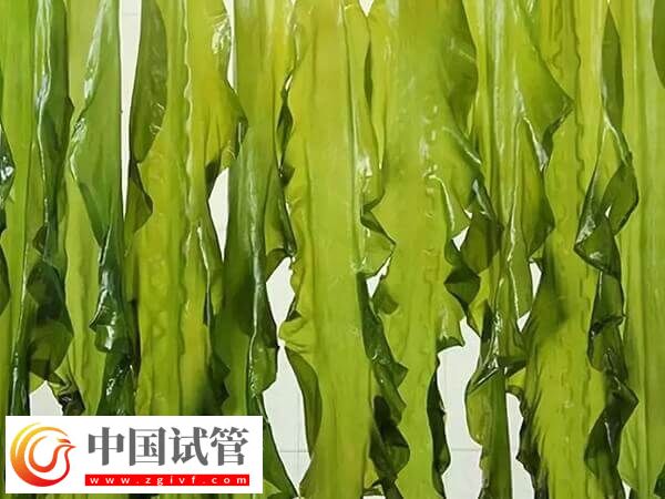 胚胎移植后吃海帶對著床有沒有影響(圖1)