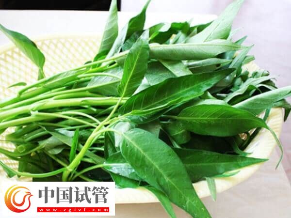 胚胎移植后吃空心菜是否有利于排便(圖1) 胚胎移植后吃空心菜是否有利于排便(圖1)