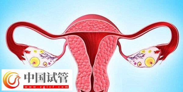 達(dá)菲林降調(diào)成功卵泡是多大(圖4) 達(dá)菲林降調(diào)成功卵泡是多大(圖4)