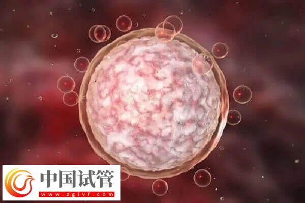 達(dá)菲林降調(diào)成功卵泡是多大(圖2) 達(dá)菲林降調(diào)成功卵泡是多大(圖2)