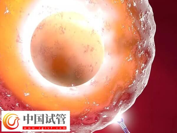 注射普麗康卵泡一天長多少(圖1)