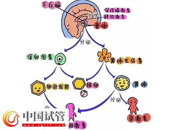 注射普麗康卵泡一天長多少(圖3)