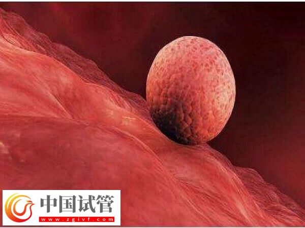 囊胚移植到子宮之后的狀態(tài)是直接著床還是先游離?(圖1) 囊胚移植到子宮之后的狀態(tài)是直接著床還是先游離?(圖1)