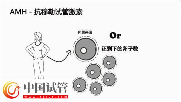 40歲女性的amh數值為5是正常的嗎？參考值是多少？(圖1)